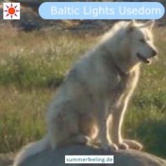 Baltic Lights Usedom