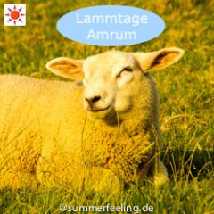 Lammtage Amrum
