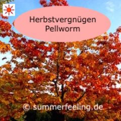 Herbstvegnügen Pellworm